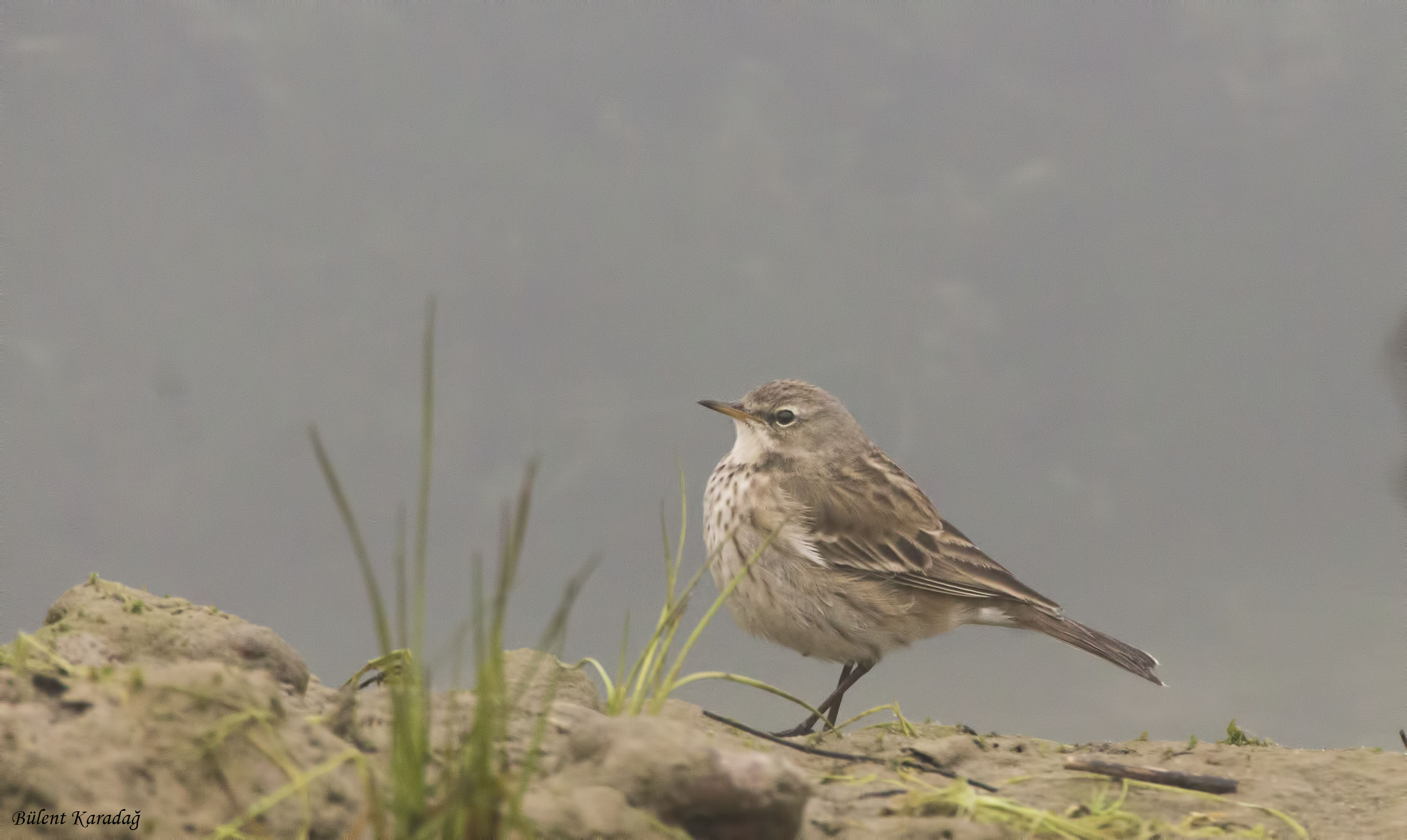 Water Pipit
